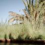 En plein milieu du désert, l'oasis (Siwa)